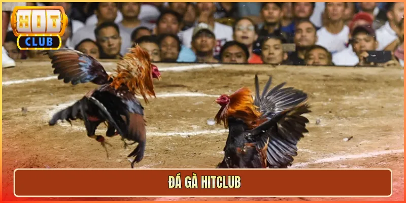 đá gà hitclub