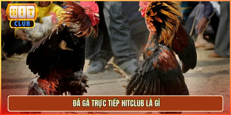 Đá Gà Trực Tiếp Hitclub Là Gì