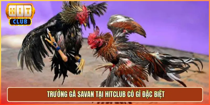 Trường Gà Savan Tại Hitclub Có Gì Đặc Biệt