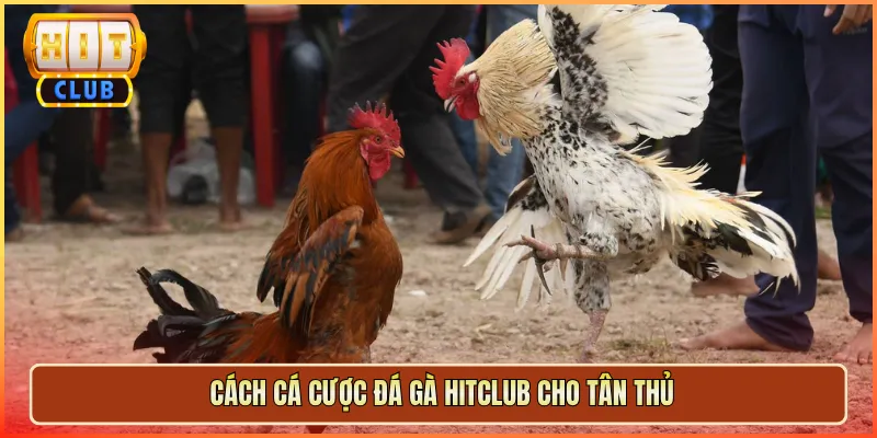 Cách Cá Cược Đá Gà Hitclub Cho Tân Thủ