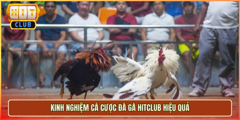 Kinh Nghiệm Cá Cược Đá Gà Hitclub Hiệu Quả